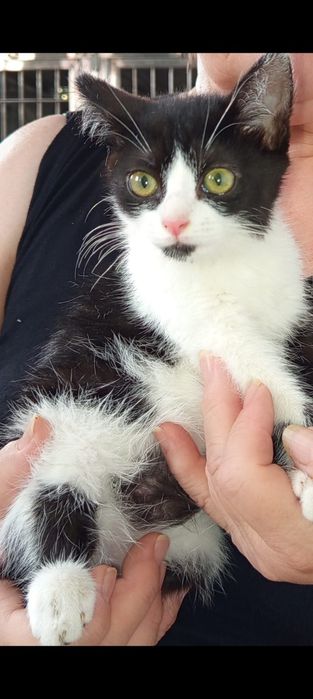 Котята, мальчики и девочки в любящую семью