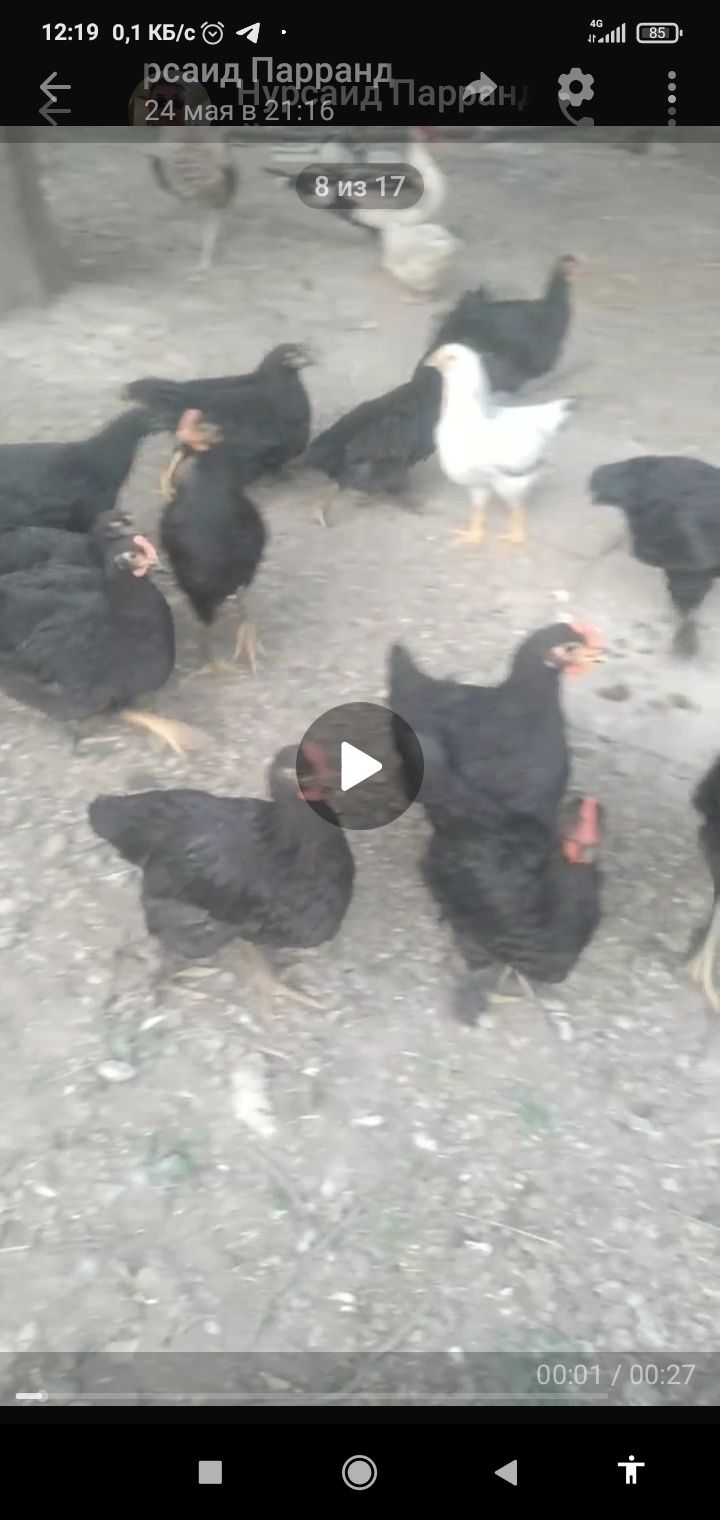 Кора шахзода 6 ойлик жужалар сотувда тошкентда кибрайда?