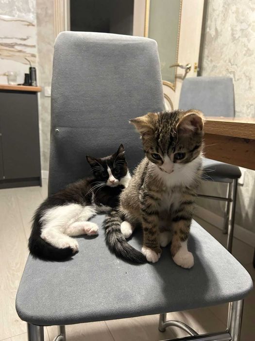 Отдам котят в хорошие руки