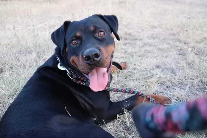 Продавам ротвайлери