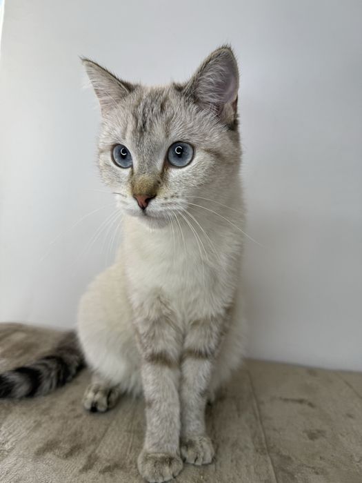 Отдам кошку СТЕЛЛУ в добрые руки. Стерилизована