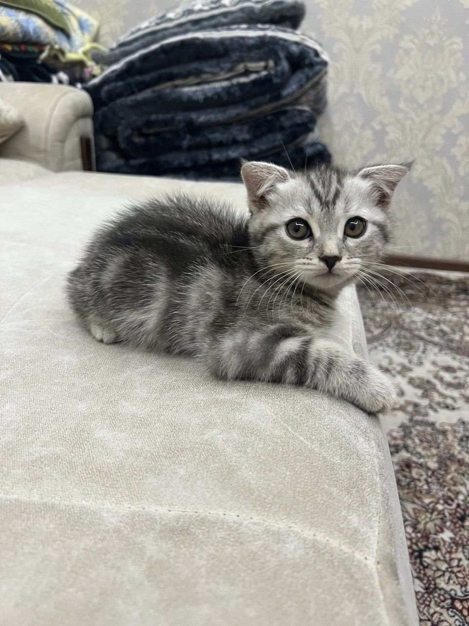 кошки мушук 5 та