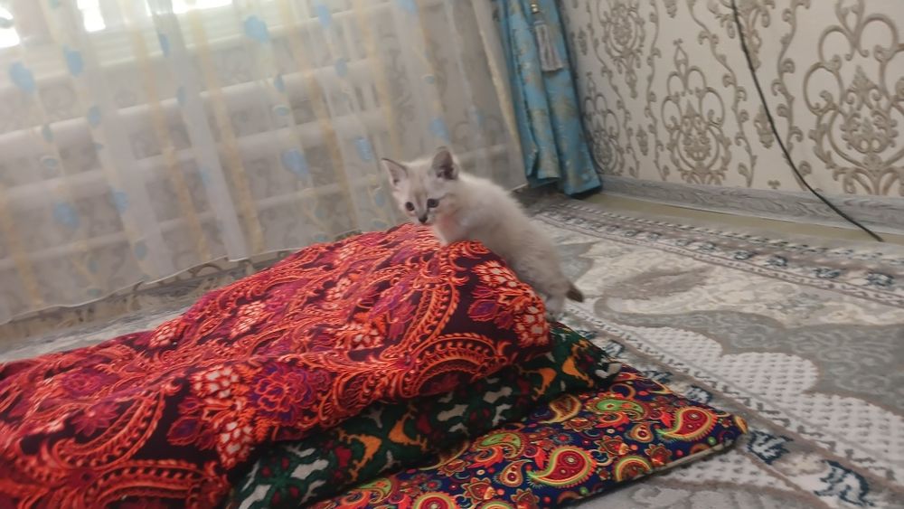 Продаётся белый кошки