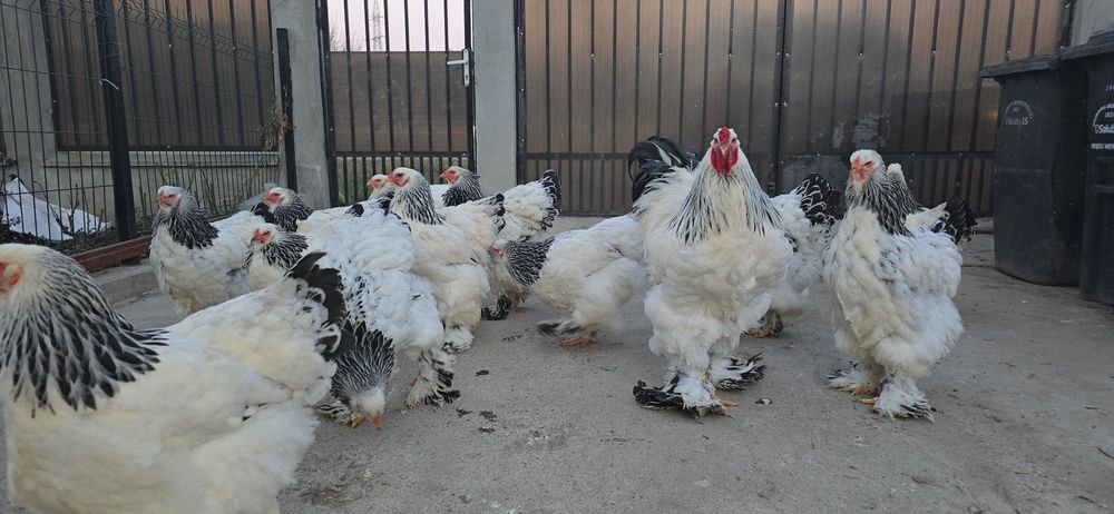 Brahma Herminat Deschis