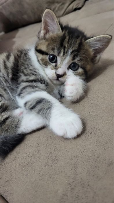 ПРОДАЮТСЯ породистые котята