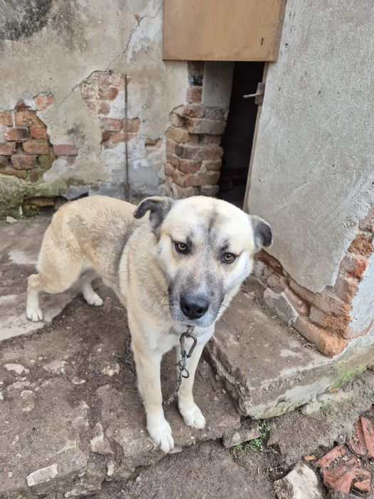 Голямо младо куче