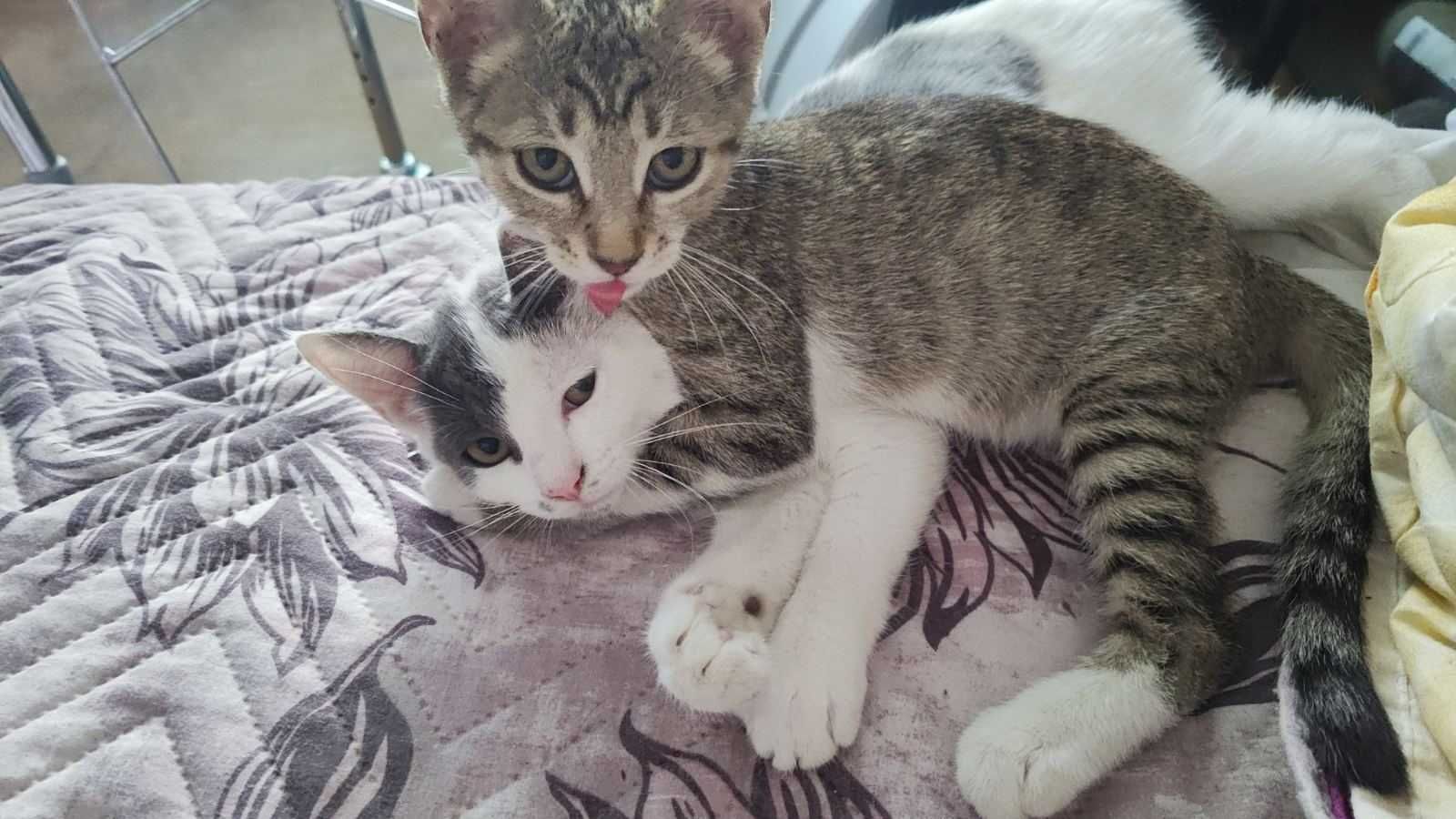 Подарявам котенца