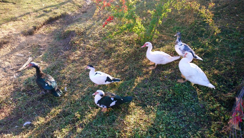 Rațe mute de vânzare