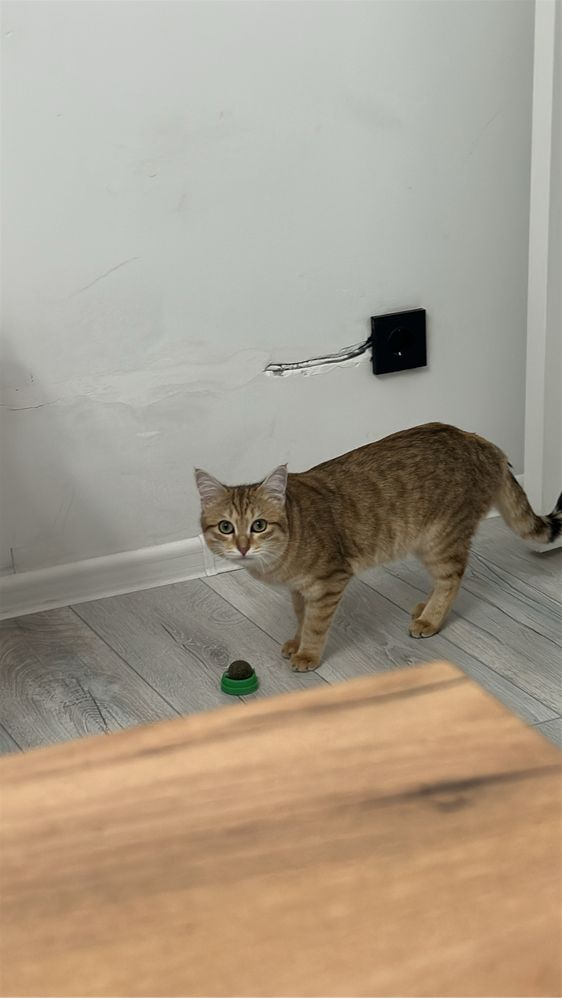 Кот в добрые руки