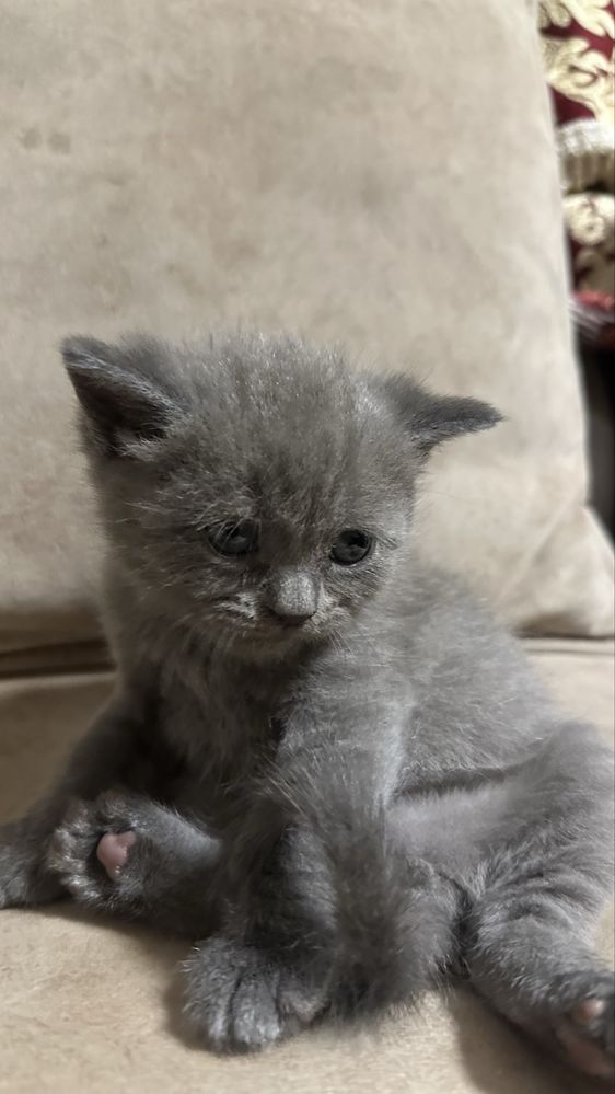 Продаются котята