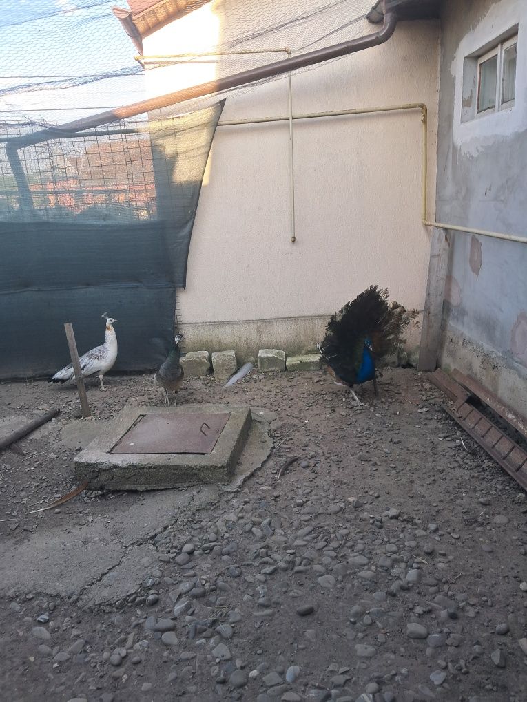 Vând 10 oua de  păuni