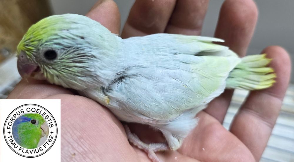 Papagali sociabili , forpus coelestis