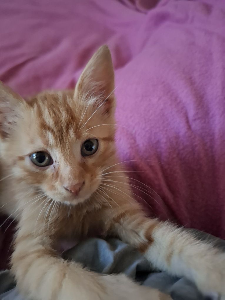 Мъжко рижаво котенце на 1,5м