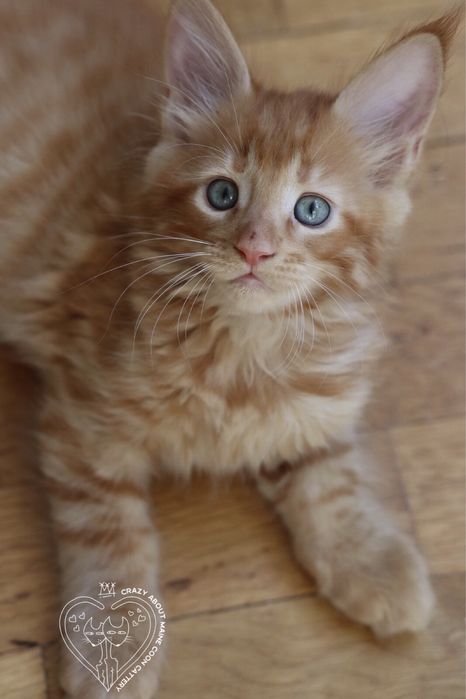 Мейн Куун (Maine Coon)