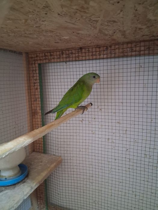 Papagali de vânzare