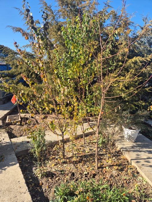 Дерево саженец Абрикоса