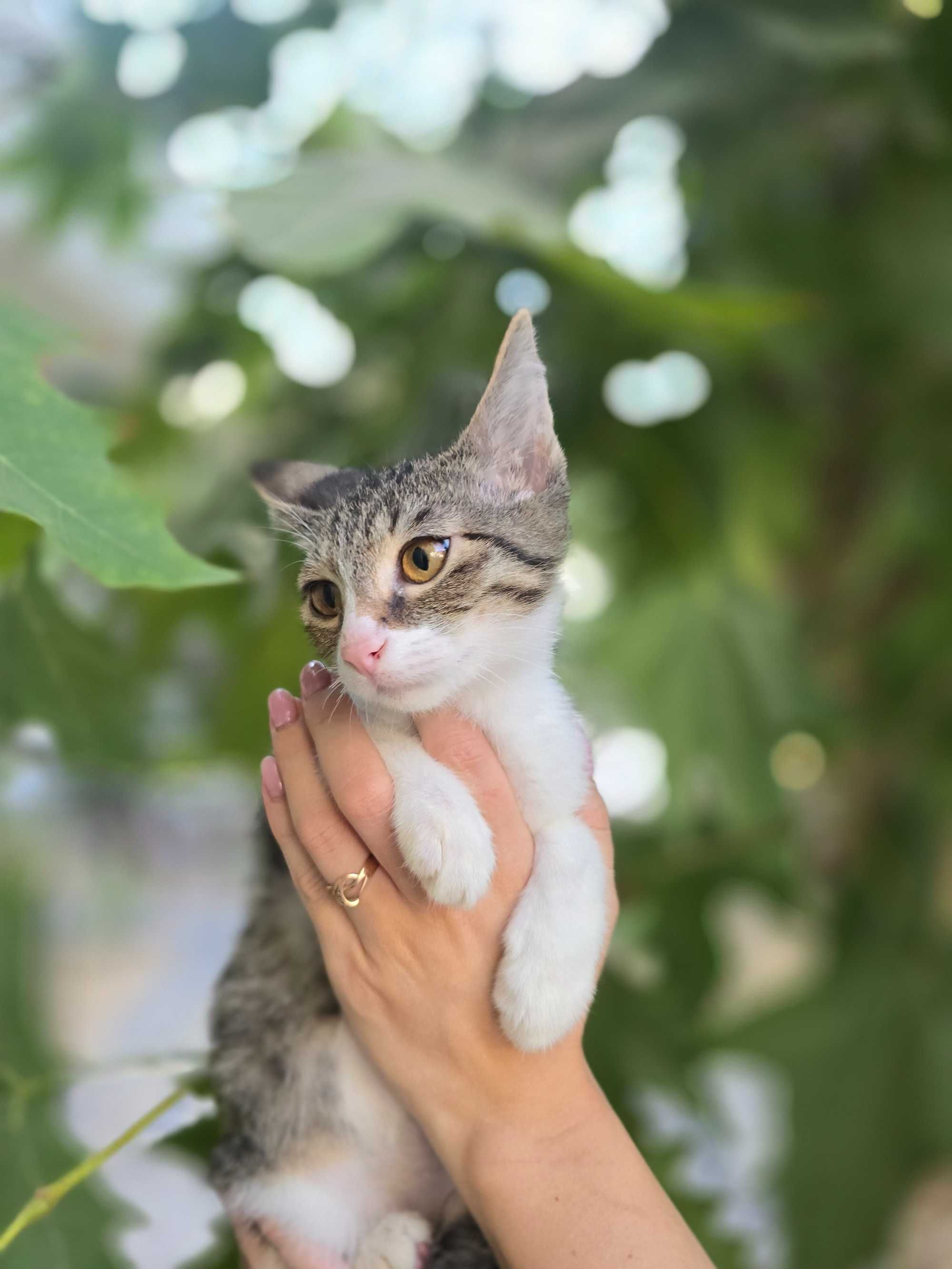 Котёнок, мальчик, 2 месяца