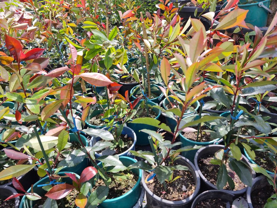 Vand Photinia Red Robin-gard viu deosebit vas de 3-5 litrii anul 4