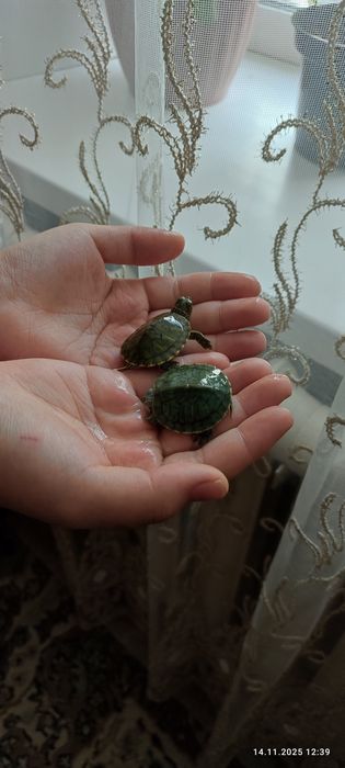 Продам черепашек водяные.