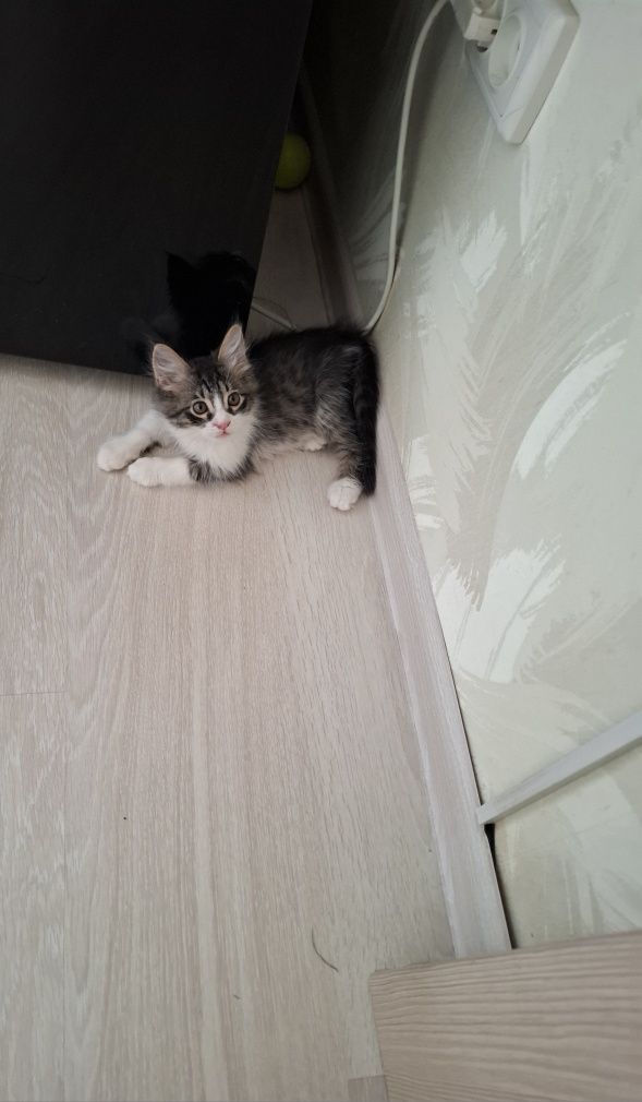 Отдам котика заботливым людям