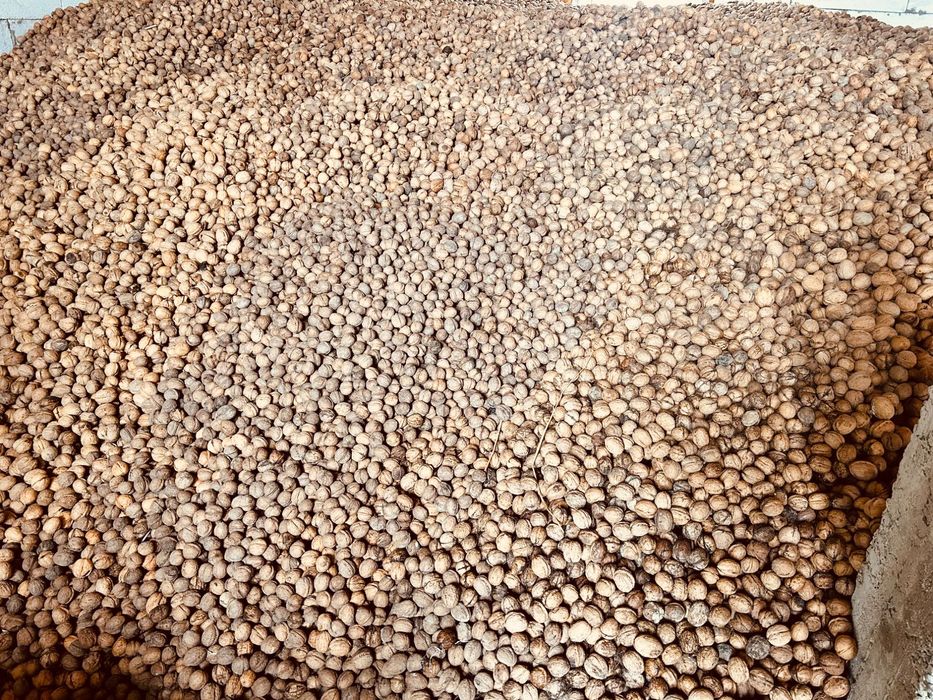 Nuci în coajă 2025.