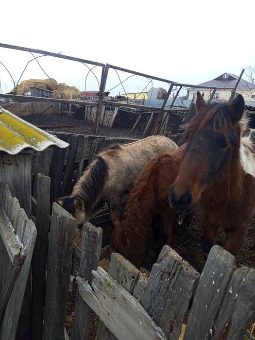 Продается 2 жабагы и 1 тай