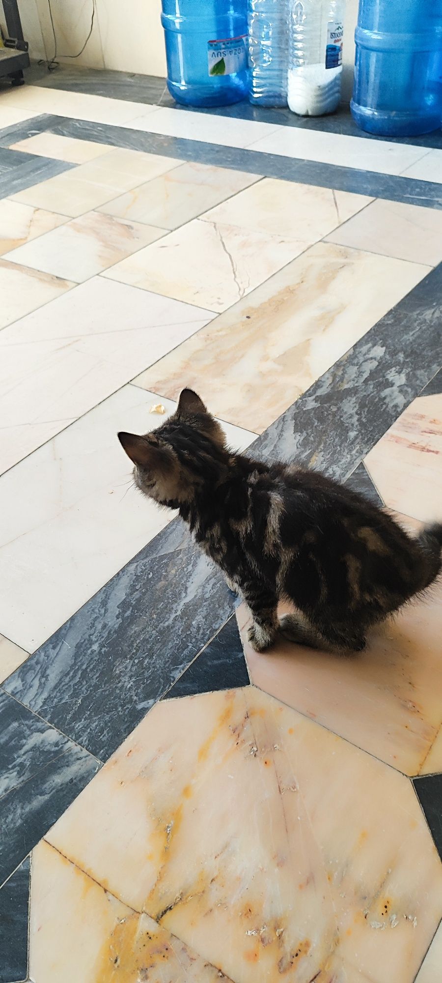Кошка пародистая