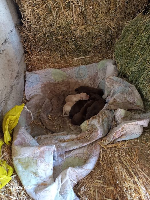 Продаются Щенки-Лабрадоры