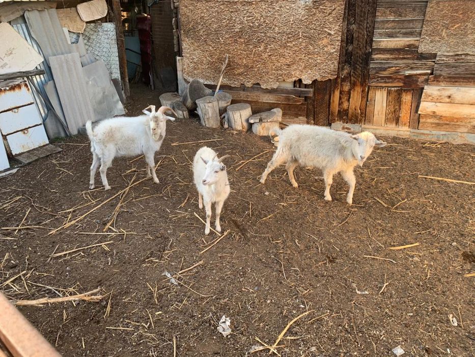 Продаются 2 козы и 1 козел