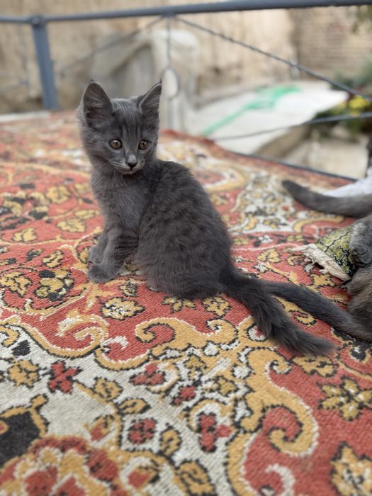 Отдаю бесплатно кошек
