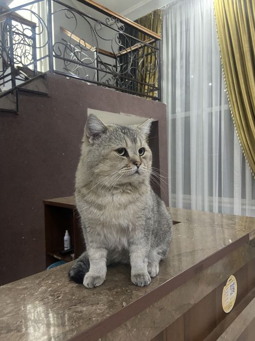 кошка, обмен есть