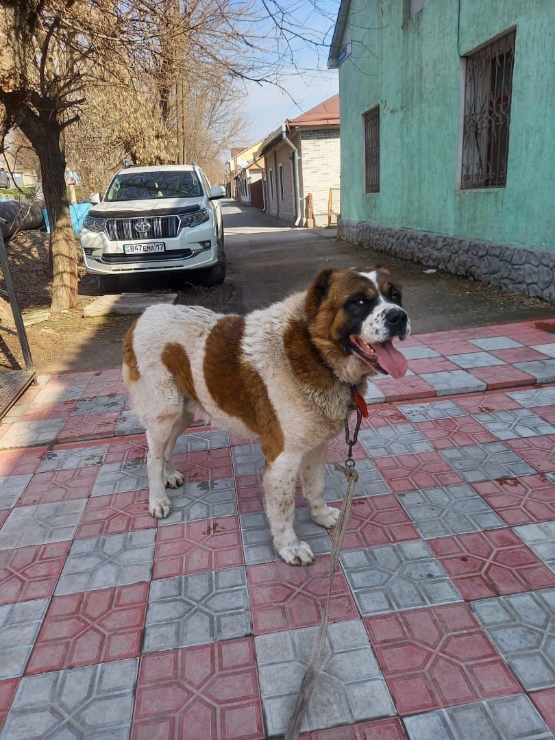 Төбет сатылады жаксы ойнап тур