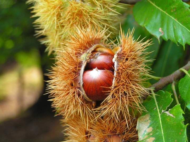 Vând plante cu rădăcină castani comestibili diferite naltimi detali la