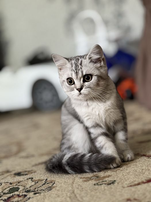 Серебристая шиншилла