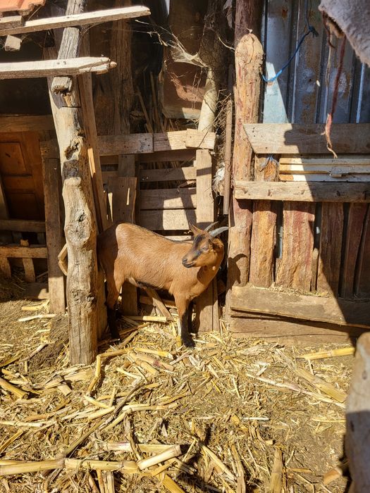 Capre/ țap alpin francez