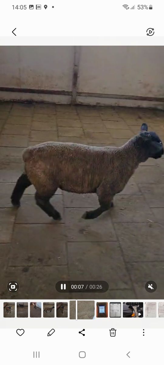 Vând mieluta suffolk