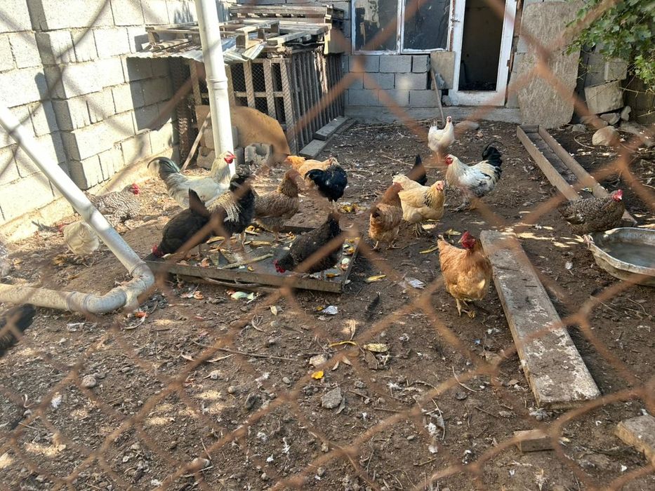 Семіз тауықтар обмен