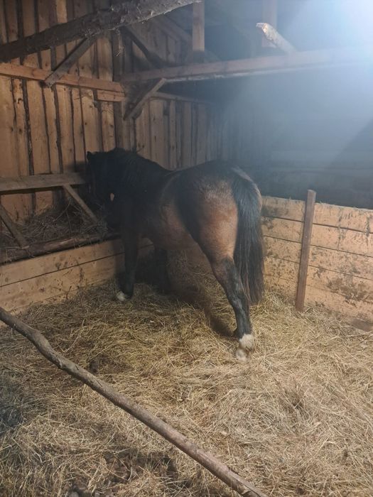 Vand manza de 1 an si 2 luni