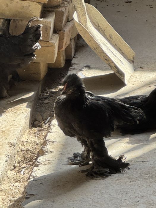 Япон товуқ сотилади