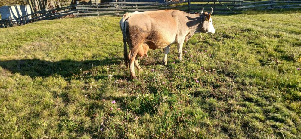 Vand 2 vaci, foarte bunee de lapte