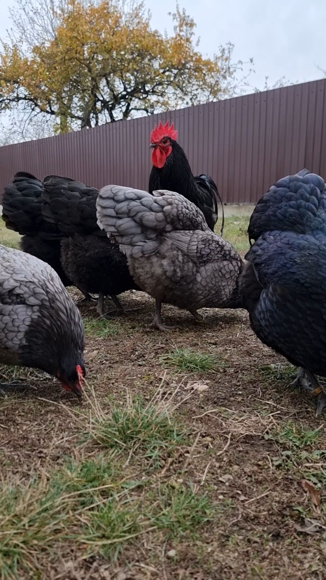 Găini Australorp Negru și Albastru