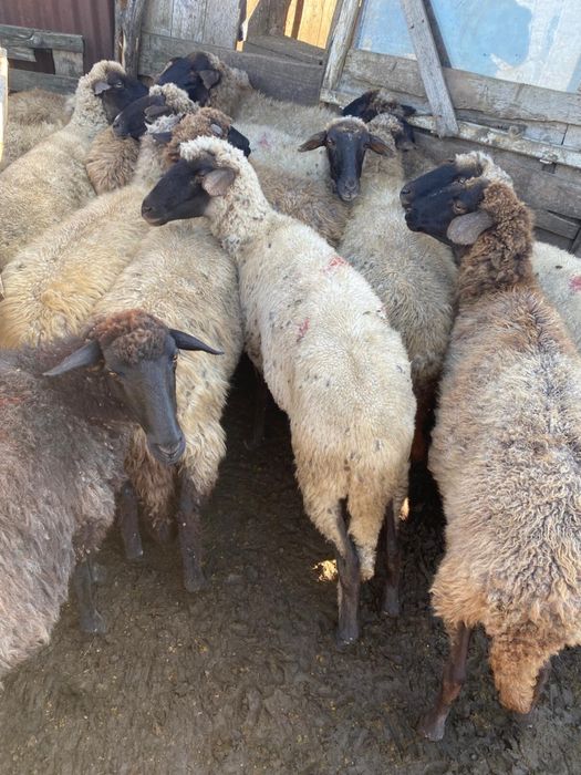 Oi de tinut tinere gestante