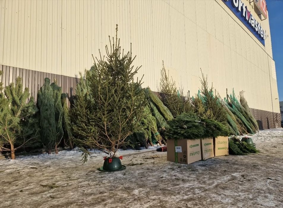 Сосна ель елка живая Бесплатная доставка