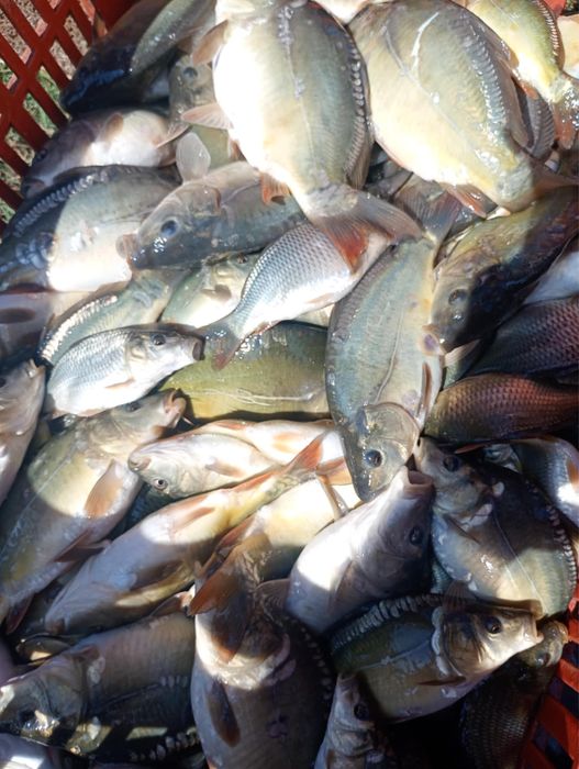 Шаран за консумация и зарибител