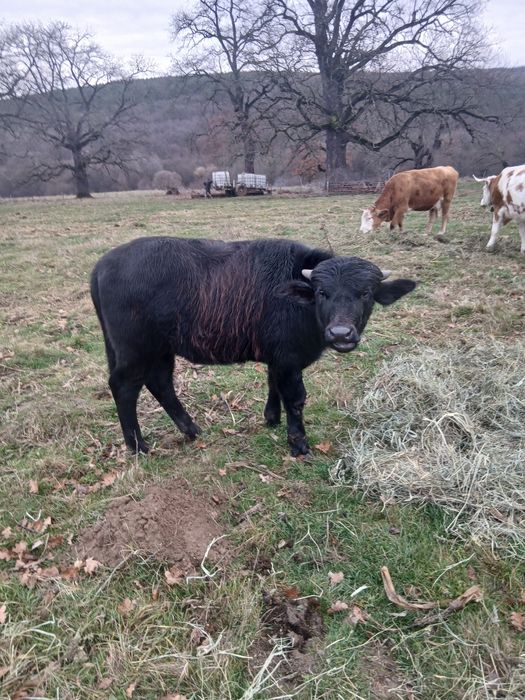 Vând taur de bivola