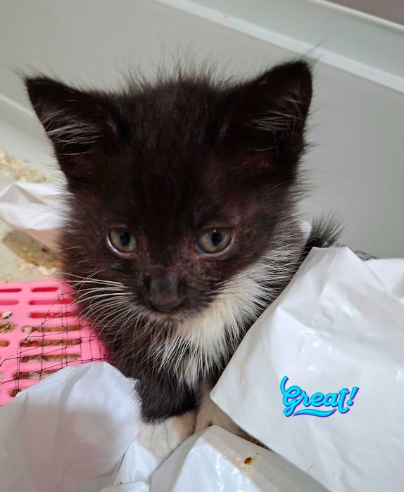 Adoptie pui de pisica negru Nefertiti si Fernando