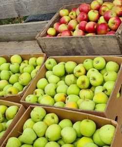 Mere Florina, Idared, Golden  3 lei