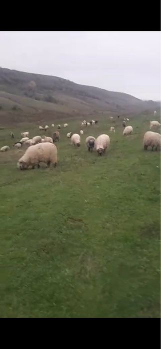 Vand 100 de oi 800 de lei bucata telefon (0770) 127 220