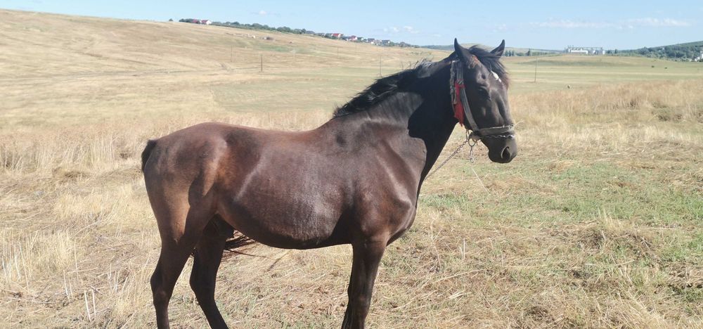 Mânz castrat, 3 ani jumate