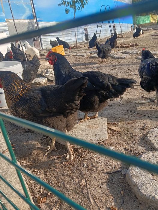 Пресни домашни яйца